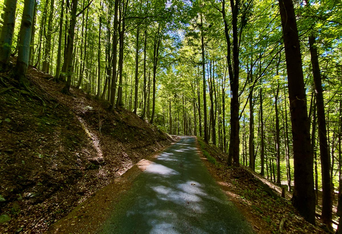 bukový les kolem Horské silnice nad Rudolfovem